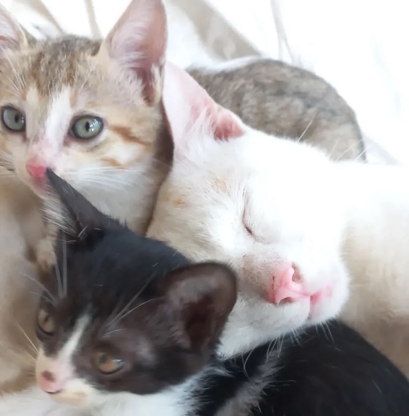 Cat Cuddles