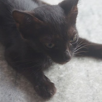 Choco